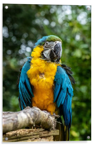 Macaw Parrot Acrylic by Images of Devon