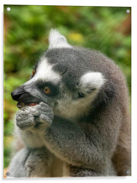 Ring tailed Lemur Acrylic by Images of Devon