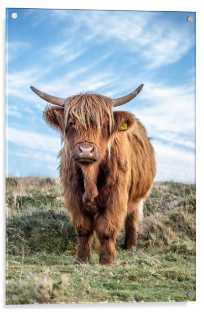 Highland cow portrait Acrylic by Images of Devon