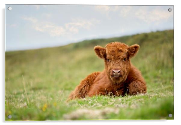 A Highland calf lying in a grassy field Acrylic by Images of Devon
