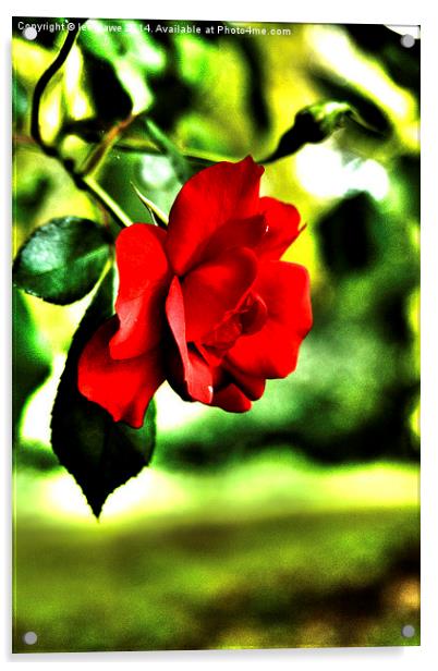 hybrid tea rose Acrylic by Images of Devon