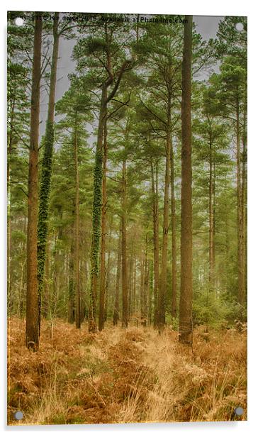  Haldon Forest Acrylic by Images of Devon