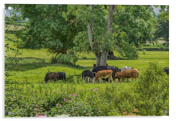 Country Life Acrylic by Images of Devon