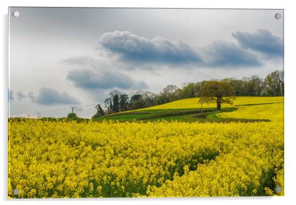 Fields of Devon Acrylic by Images of Devon