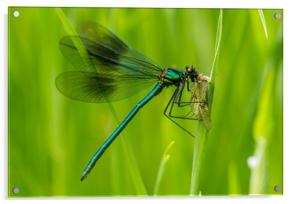 Mayfly Lunch Acrylic by Images of Devon
