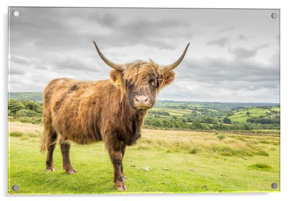 Highland Cow Acrylic by Images of Devon
