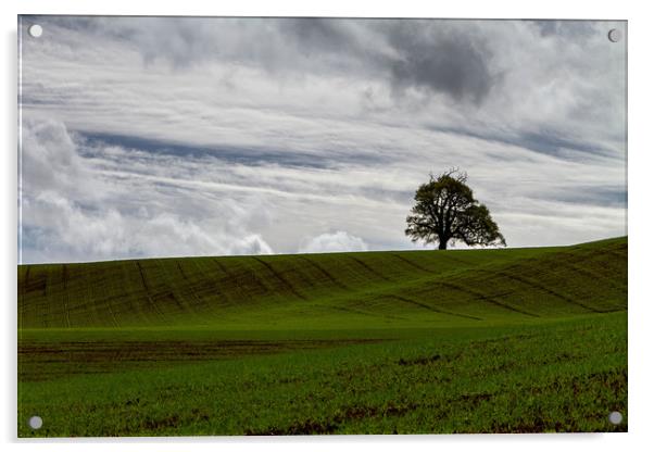 The Lone Tree Acrylic by Images of Devon