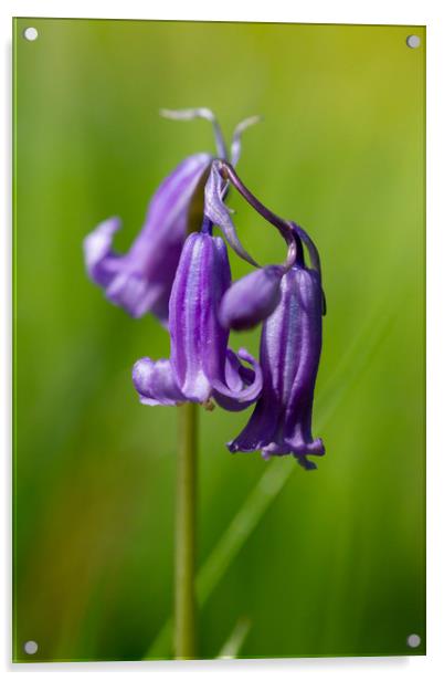 Springtime Bluebell Flower Acrylic by Images of Devon