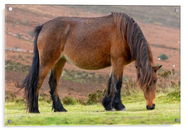 Dartmoor Pony grazing on Dartmoor national park Acrylic by Images of Devon