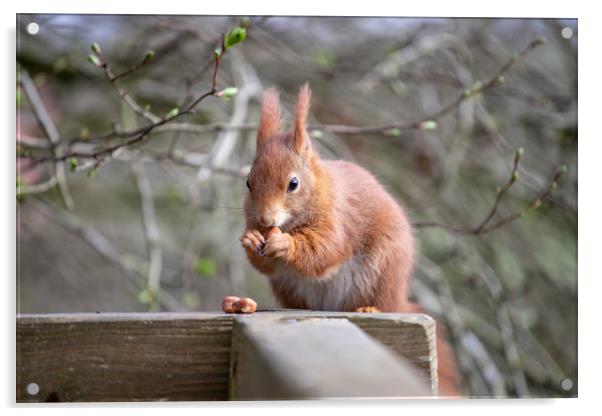 The Red Squirrel Acrylic by Images of Devon