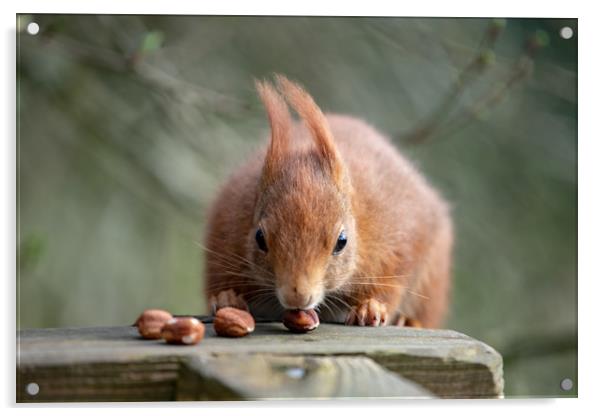 Look At My Nuts Acrylic by Images of Devon