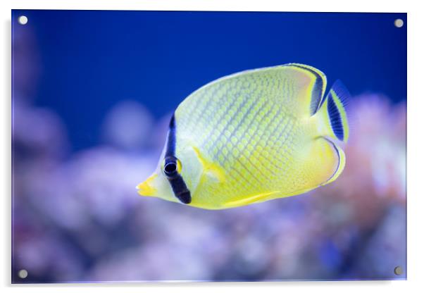 Latticed Butterflyfish Acrylic by Images of Devon