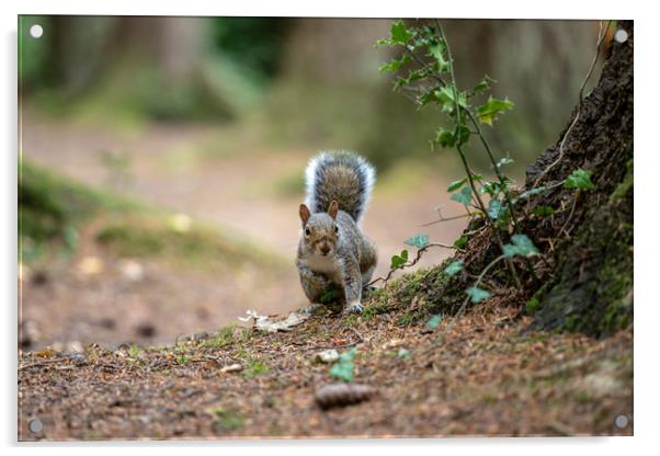 The Grey Squirrel Acrylic by Images of Devon
