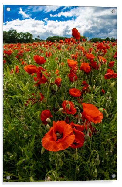 Devon Poppies Acrylic by Images of Devon