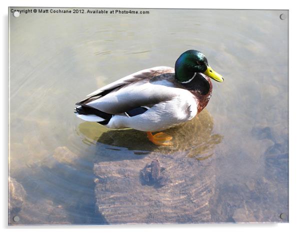 Duck vs Frog Acrylic by Matt Cochrane