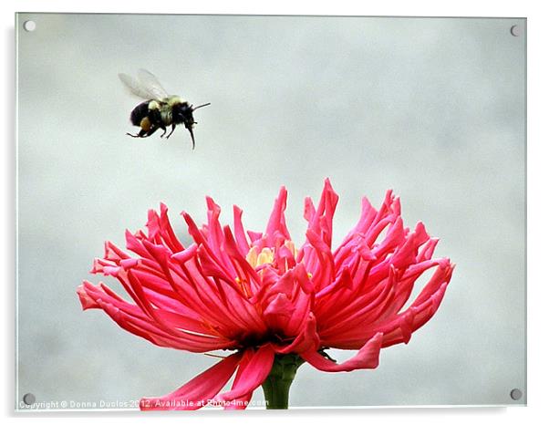 Gerbera and the Bee Acrylic by Donna Duclos
