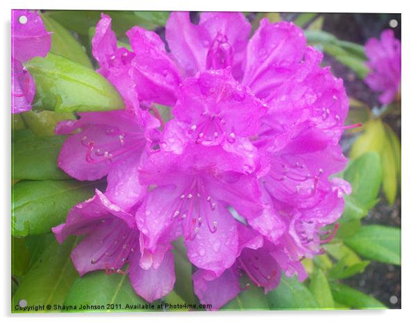 Purple Rain Acrylic by Shayna Johnson