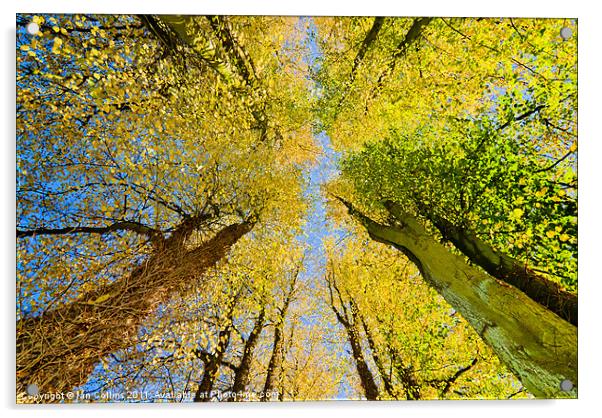 Autumn Sky Acrylic by Ian Collins