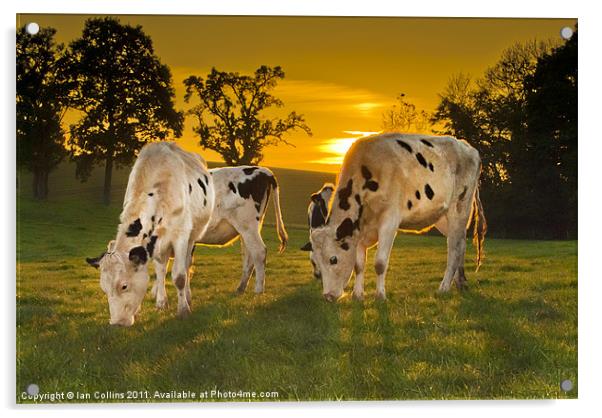 Grazing in the Golden Light Acrylic by Ian Collins
