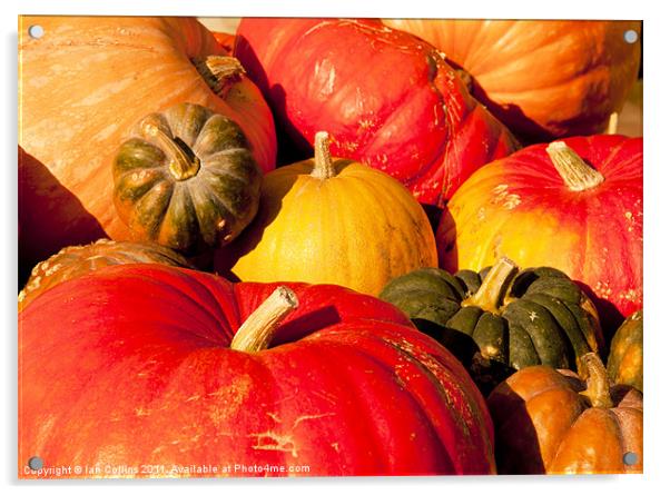 Pumpkins Acrylic by Ian Collins