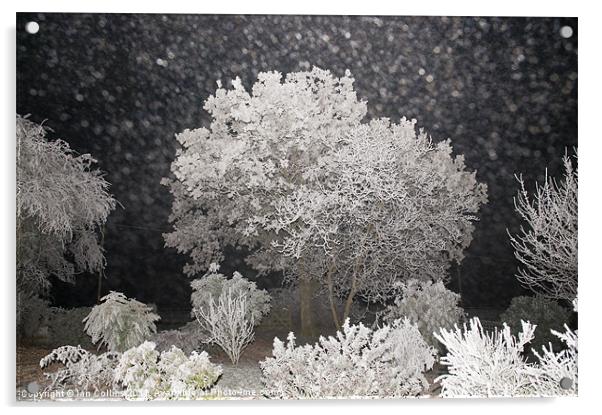 Winter Wonderland Acrylic by Ian Collins