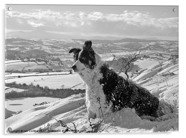 Snow Collie Monochrome Acrylic by Ian Collins