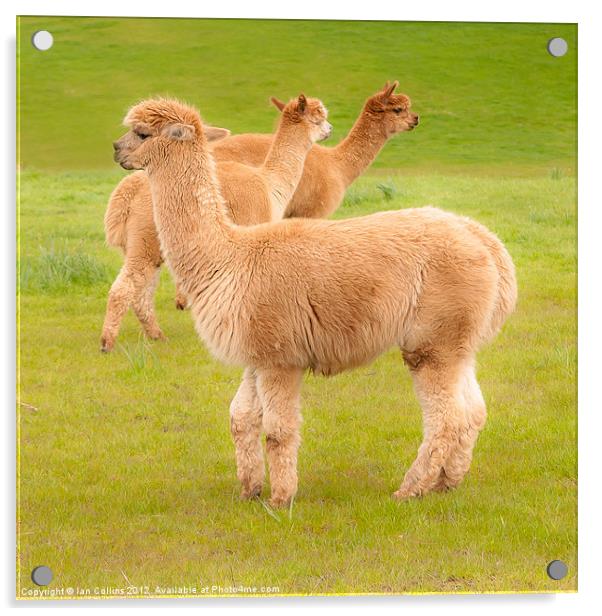 Llamas Acrylic by Ian Collins