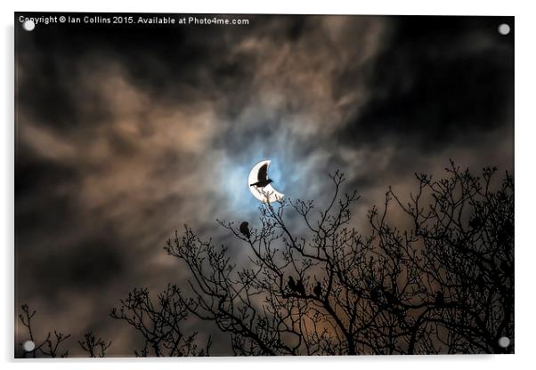  Solar Eclipse Bird Acrylic by Ian Collins