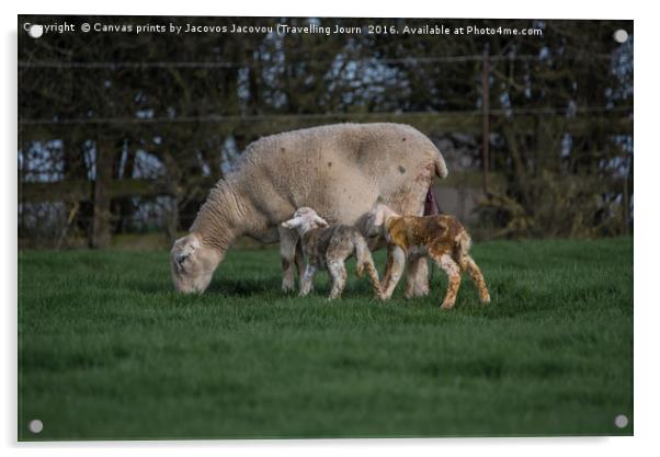 New born lamb Acrylic by Jack Jacovou Travellingjour