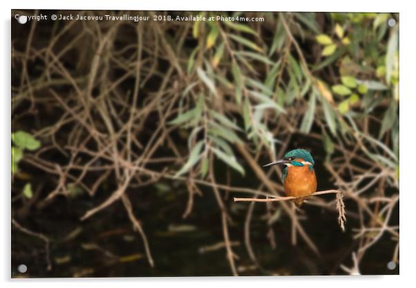 Posing Kingfisher Acrylic by Jack Jacovou Travellingjour