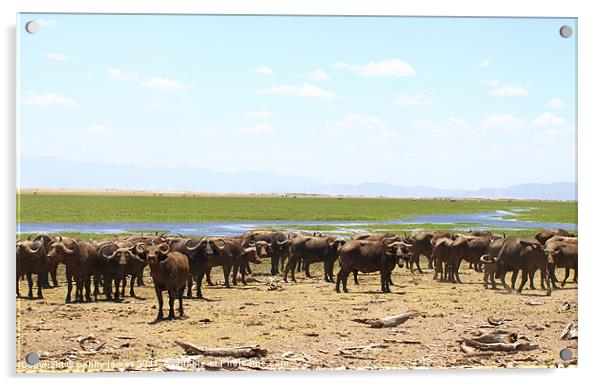 buffalo army Acrylic by penny james