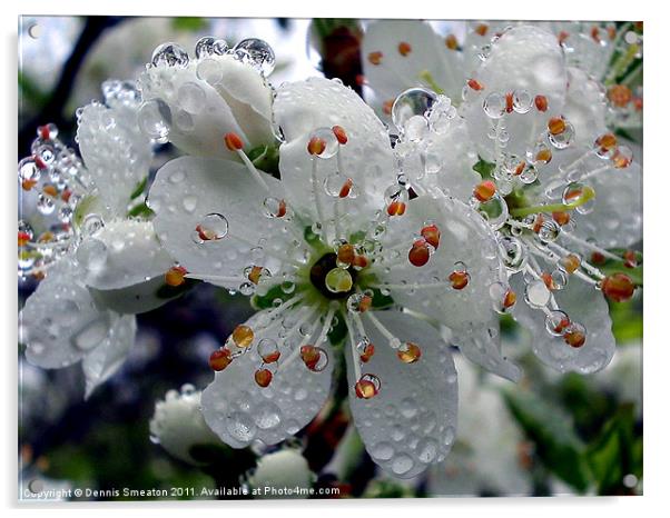 Wet Damson Blossom Acrylic by Dennis Smeaton