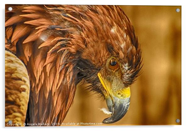 After dinner Golden Eagle Acrylic by Angela Wallace