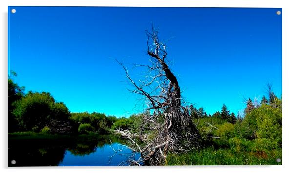 TREE IN THE MARSH Acrylic by Robert Happersberg