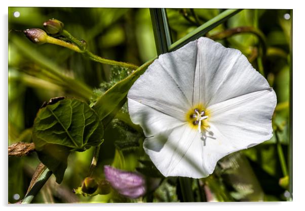 Bindweed Acrylic by Dave Wilkinson North Devon Ph