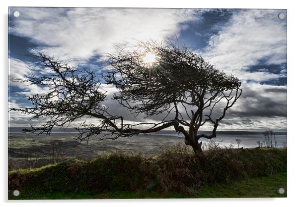 Windswept Hawthorn Acrylic by Dave Wilkinson North Devon Ph