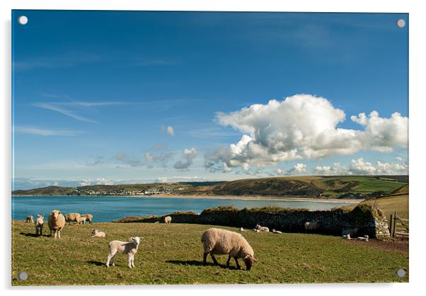 Spring Lambs Acrylic by Dave Wilkinson North Devon Ph