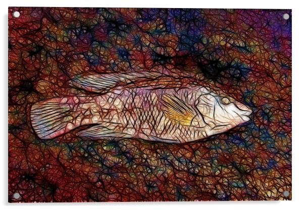 wrasse Phone Case Acrylic by Dave Wilkinson North Devon Ph