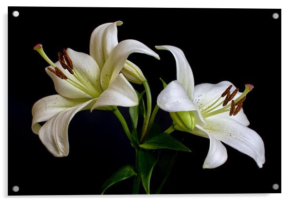 White Lilies Acrylic by Dave Wilkinson North Devon Ph