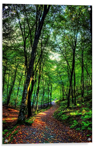 Woodland Path Acrylic by Dave Wilkinson North Devon Ph