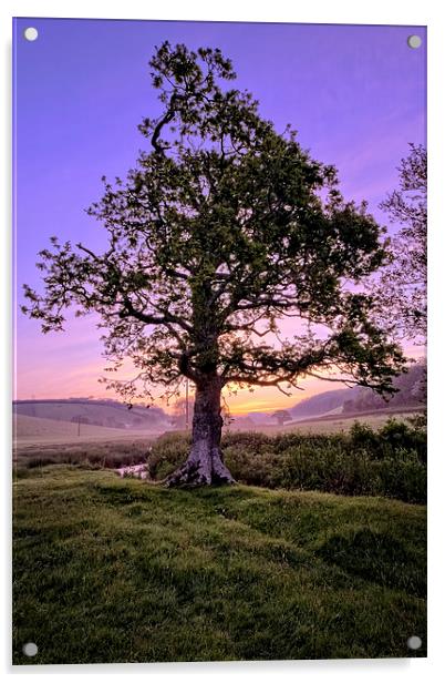 Oak Tree sunrise Acrylic by Dave Wilkinson North Devon Ph