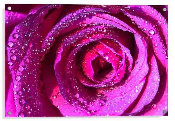 Raindrops On Rose Acrylic by Rick Parrott