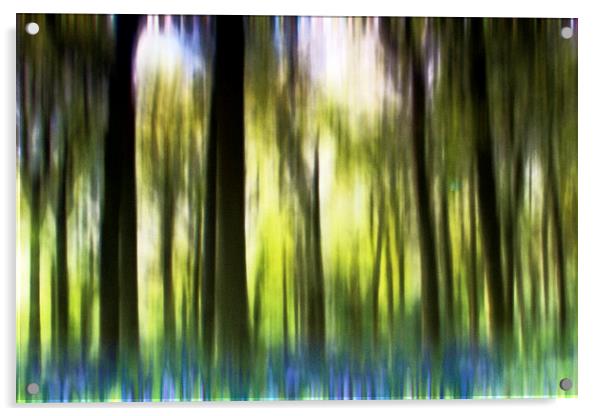 Bluebell Wood Acrylic by Rick Parrott