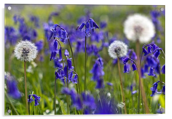 Dandelions & Bluebells Acrylic by Rick Parrott