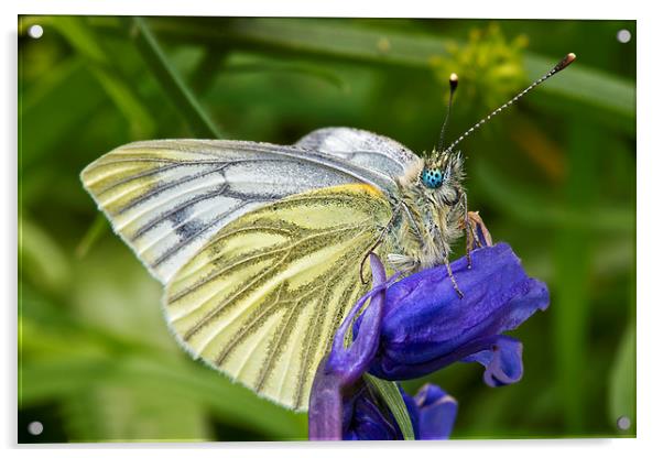 Green Veined White Butterfly (pieris napi) Acrylic by Rick Parrott