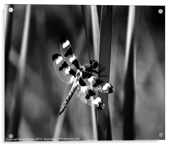 Dragonfly2 Acrylic by kurt bolton