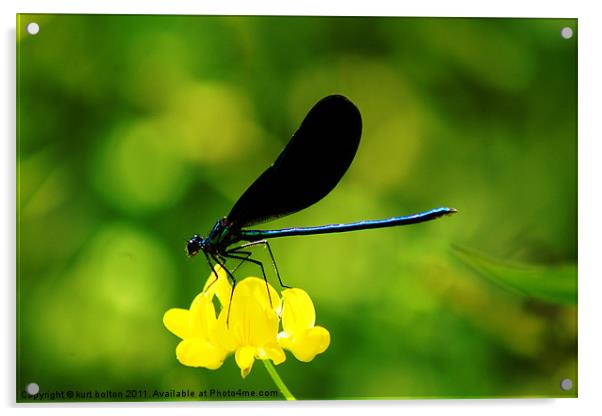 Dragonfly3 Acrylic by kurt bolton