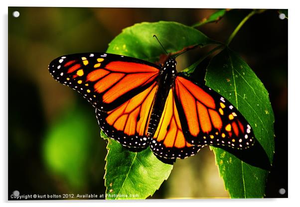 Monarch Acrylic by kurt bolton