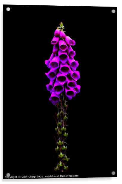 Foxglove Acrylic by Colin Chipp