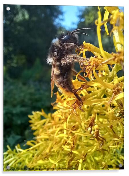 Busy bee Acrylic by Colin Chipp